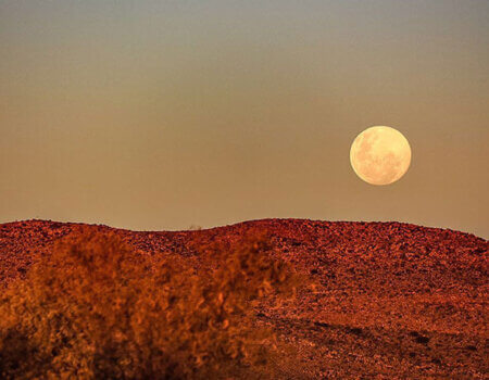 wta_1766_63U2ST_chapungu-south-africa-kalahari-oryx-55