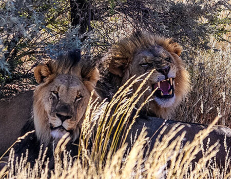 wta_1766_7AIGKR_chapungu-south-africa-kalahari-oryx-13