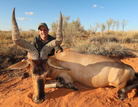 wta_1766_LISOL1_sa-red-hartebeest-1