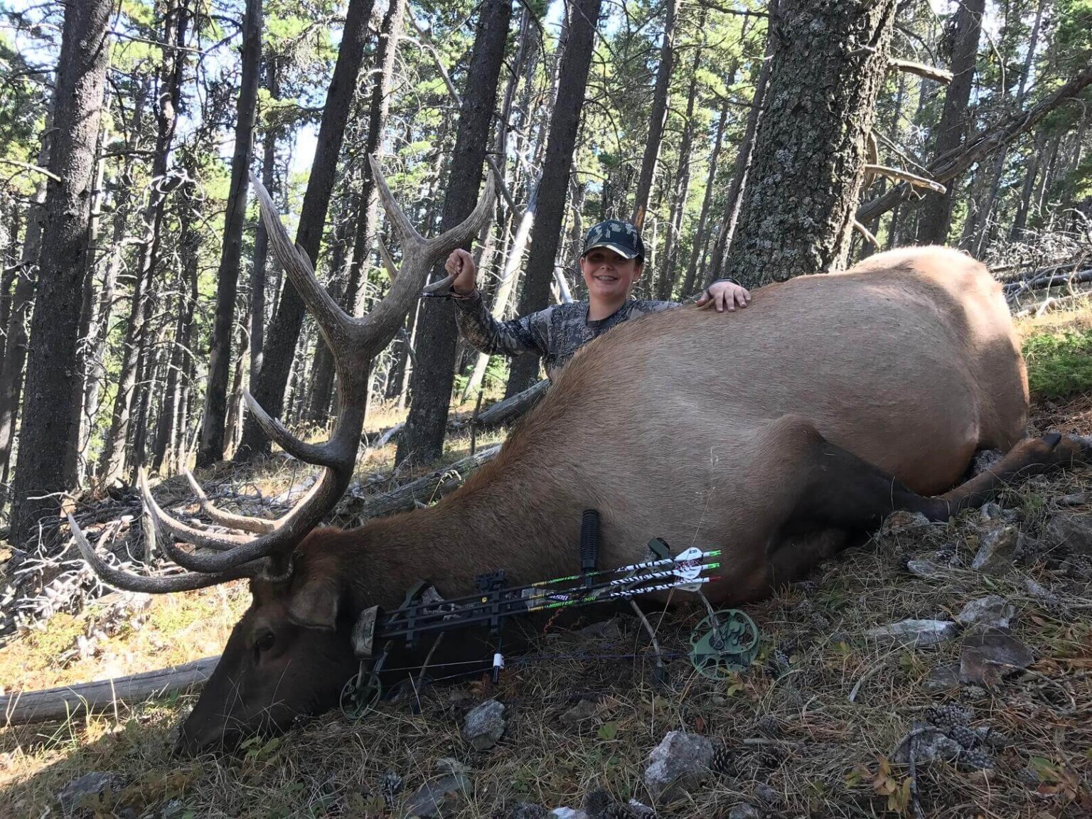 Archery Bull Elk In Montana