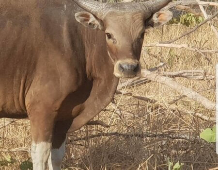 wta_1789_VP7ZTS_BANT