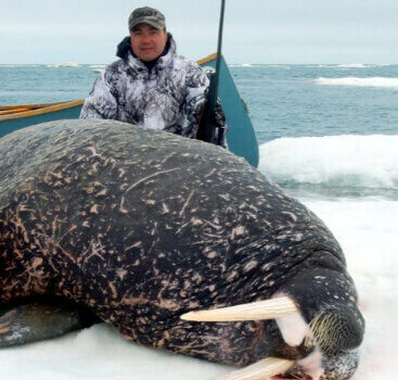 wta_275_211F81_062_Walrus-6