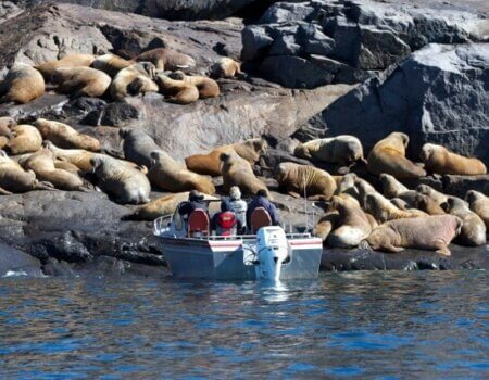 wta_275_ACZWBM_062_Walrus-9