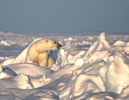 wta_275_HIPMTR_PBear_062(34)