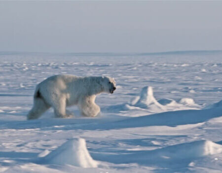 wta_275_NQL7AY_PBear_062(30)