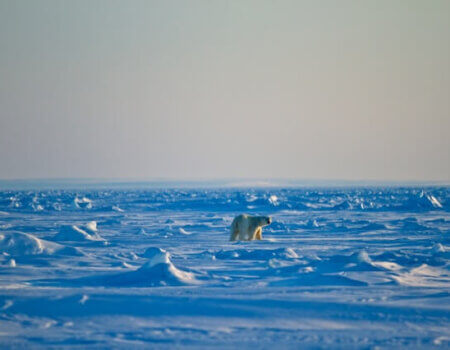 wta_275_QCVHUK_PBear_062(37)