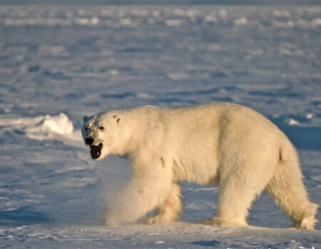 wta_275_VDIKUS_PBear_062(36)