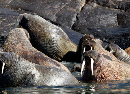 wta_302_51V0SG_Arctic_062-20