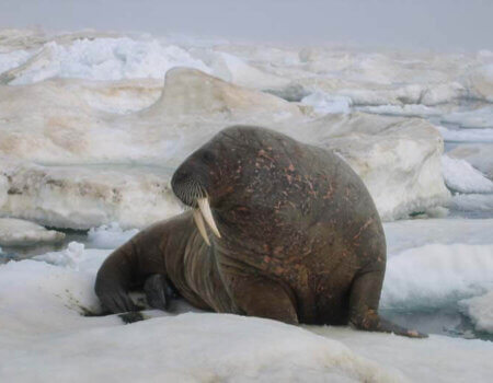 wta_302_LYXHCN_062_Arctic-8