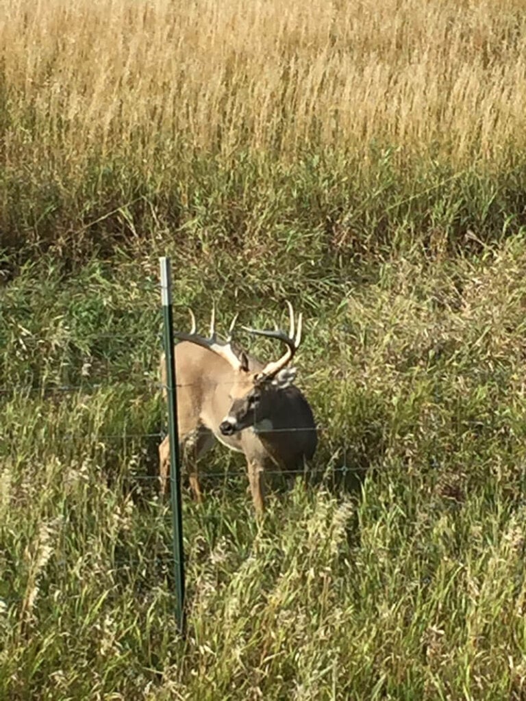 South Dakota Trophy Archery Whitetails and Mule Deer