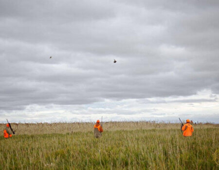 wta_388_1K0AZW_161_pheasants17