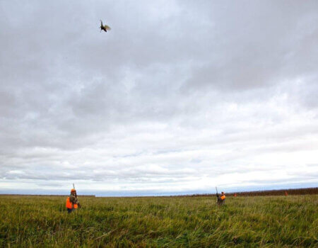 wta_388_CBTF4P_161_pheasants18