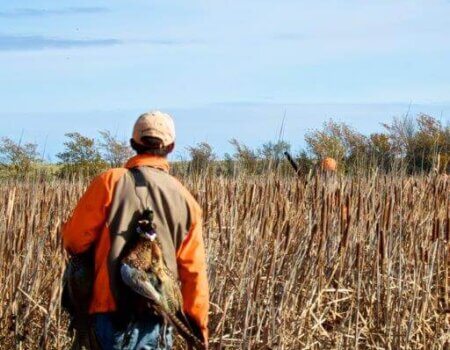 wta_388_F5YCMS_161_pheasant21