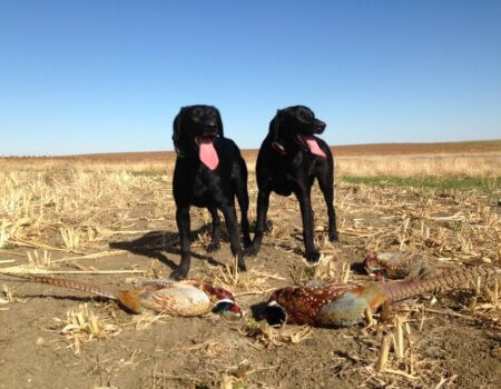 wta_388_J7SQT6_161_pheasants10