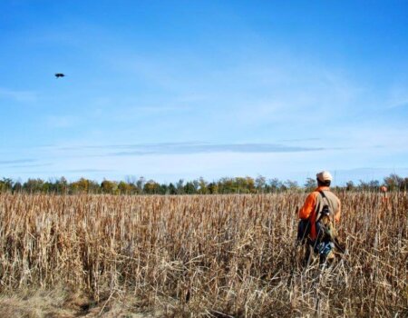 wta_388_JD7GV1_161_pheasant22