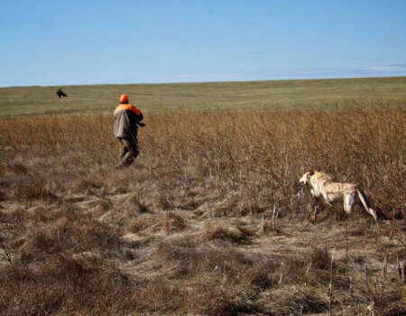 wta_388_LWSI60_161_pheasant20