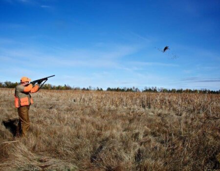 wta_388_OHAAKR_161_pheasants16