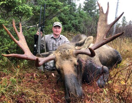 wta_411_palmertree moose