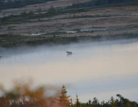 wta_412_34E7I5_101_newfoundland-9