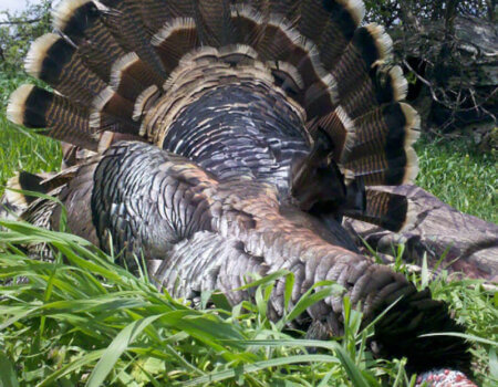 wta_566_PNU79B_164_Turkey(1)