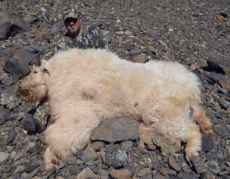 wta_585_6VSJF0_0002_101415a_AKMountainGoat_08