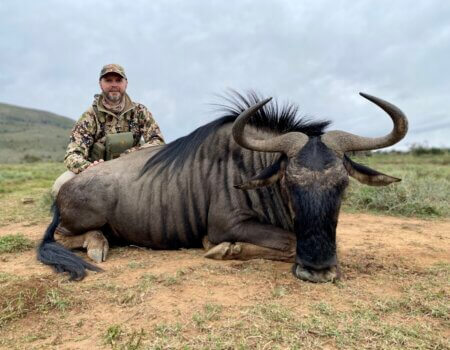 wta_590_3 Blue Wildebeest