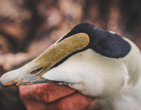 wta_620_DSC06118 Drake Common Edier