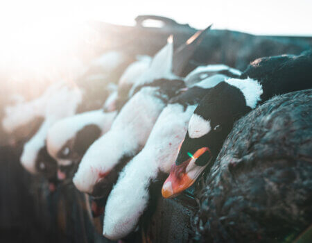 wta_620_DSC06488 Surf Scoter and Long Tailed Ducks in Background