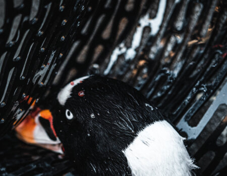 wta_620_DSC06665 Surf Scoter