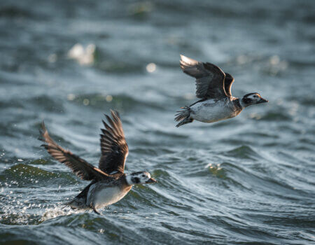 wta_620_DSC06882 Hen Long Tailed Ducks