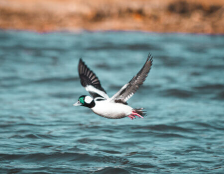 wta_620_DSC06971-3 Bufflehead