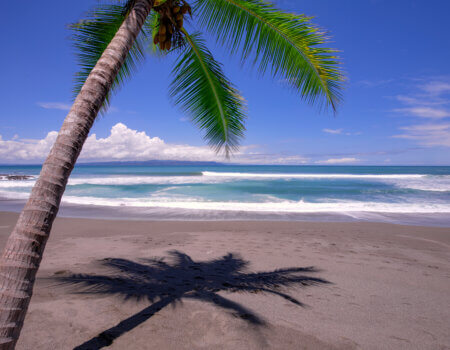 wta_625_Botanika_Golfo-Dulce-opt_6720x4480 (1)