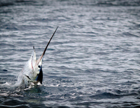 wta_625_D976E2_182_Fishing(13)