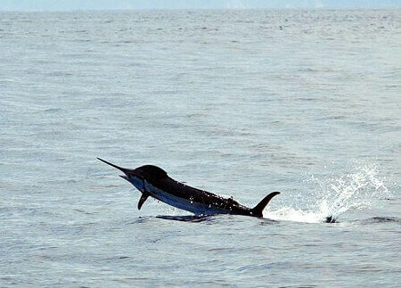 wta_625_GG5OL7_182_Fishing(16)