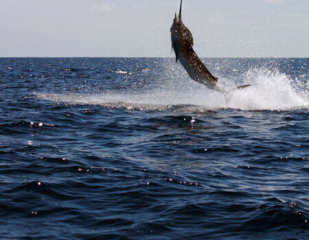 wta_625_MLZWBQ_182_Fishing(12)