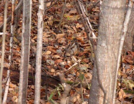 wta_627_AKMSJM_BirdHunting008(1)