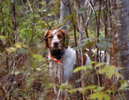 wta_627_DIL5HH_BirdHunting011(1)