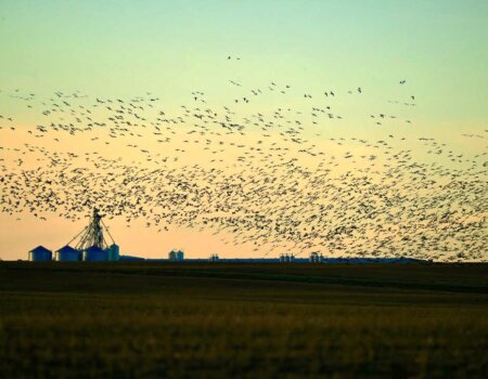 wta_644_Saskatchewan Flight