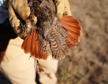 wta_644_Saskatchewan Tail