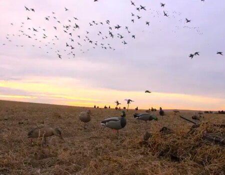 wta_644_Saskatchewan Waterfowl