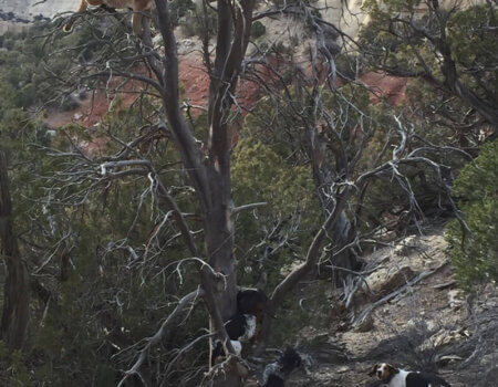 wta_676_1LWBM6_210_MTNLion(5)