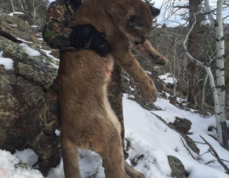 wta_676_DLAB15_210_MTNLion(4)