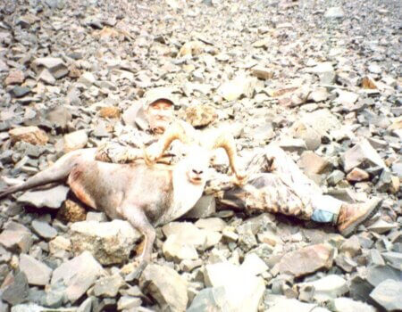 wta_688_SU9RKP_217_StoneSheep(3)