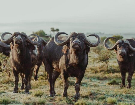 wta_690__featured_CJOR4G_1