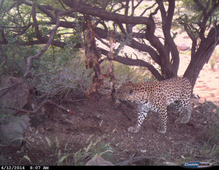 wta_699_218VLN_leoard4