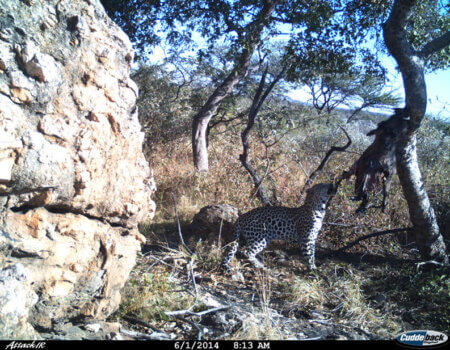 wta_699_381P4A_leopard