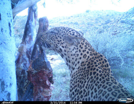 wta_699_6HD81U_leopardc