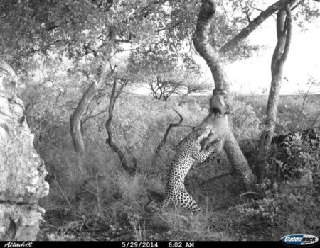 wta_699_86MTJW_leopard1