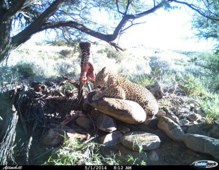 wta_699_9DY9N5_leoparda