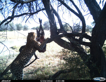 wta_699_CZXJSW_leopard5